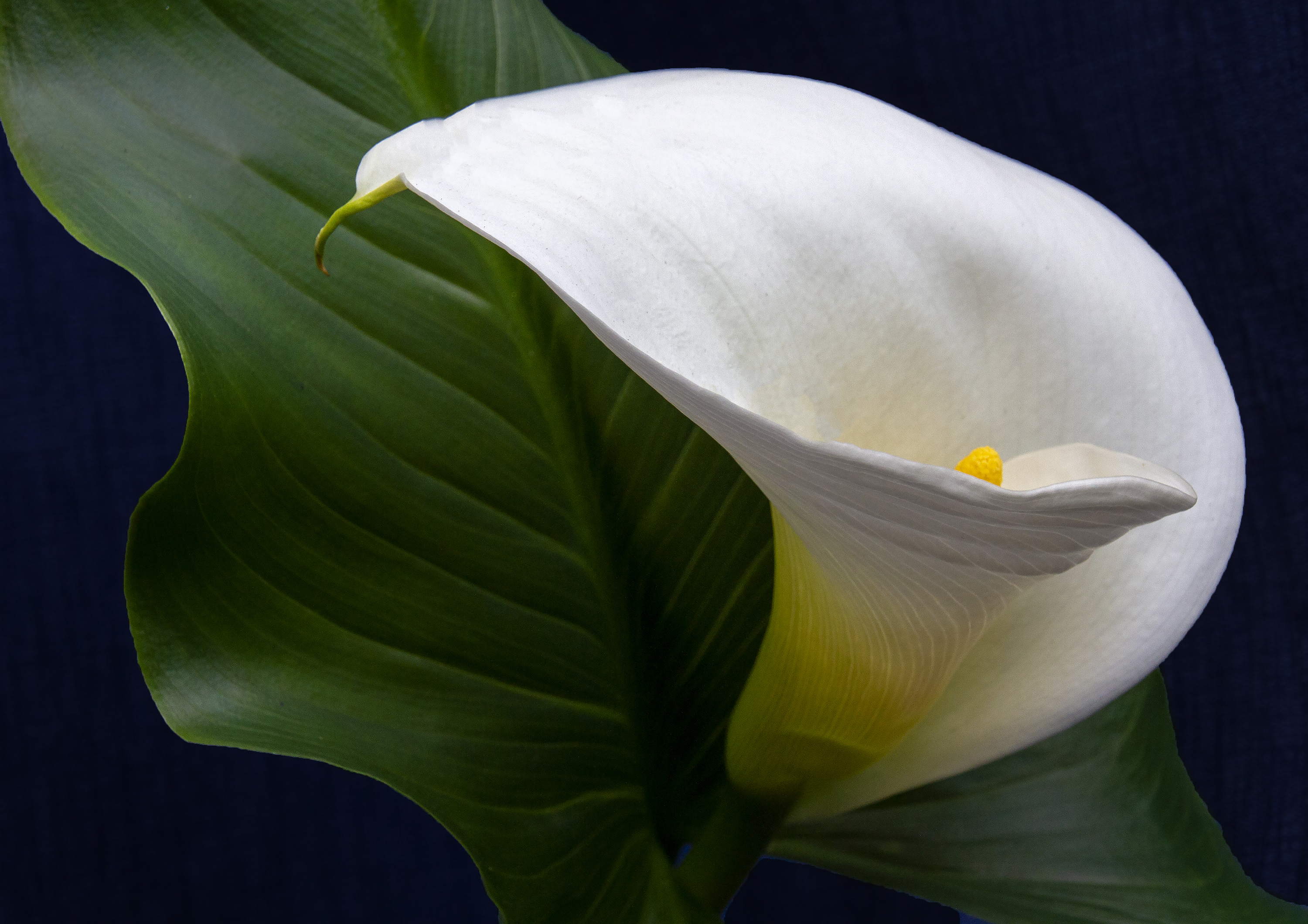 Calla Lily Curveture Shutterbug